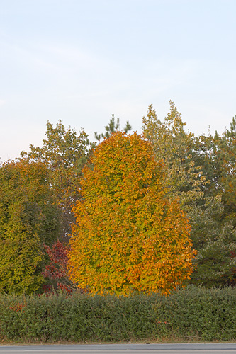 fall_004.jpg