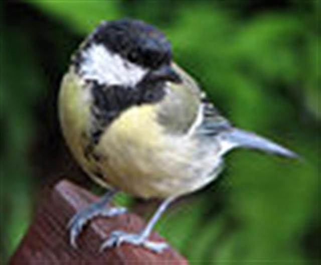 female_tit__Medium___Small_.jpg