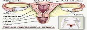 FemaleReproductiveOrgans.jpg