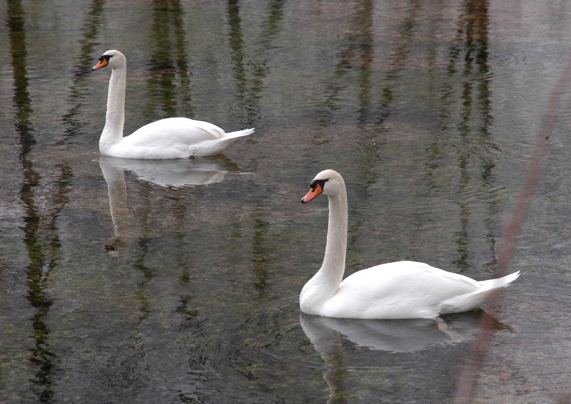 First Snow Swans (fix).JPG