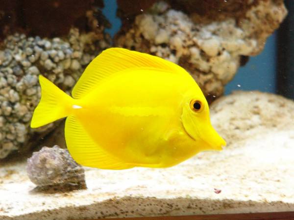 fish_yellowtang.jpg