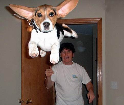 FlyingBeagleDog.jpg