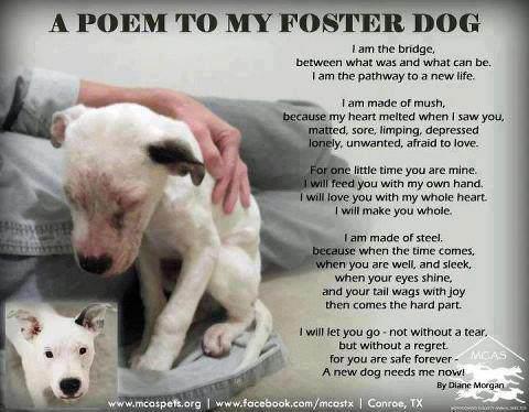 fosterdogpoem-jpg.1567768.jpg