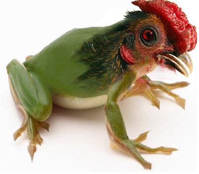 Frog_and_Rooster_mix_by_ellenah1.jpg