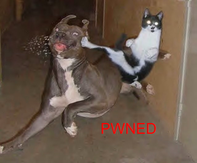 Fun_Cat_Pwned_Dog.jpg