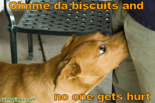 funny-dog-gimme-da-biscuits.jpg