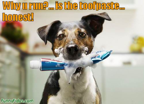 funny-dog-is-toofpaste-honest.jpg