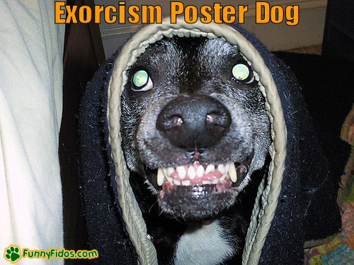 funny-dog-picture-exorcism-poster-dog.jpg