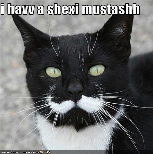 funny-pictures-cat-has-moustache.jpg