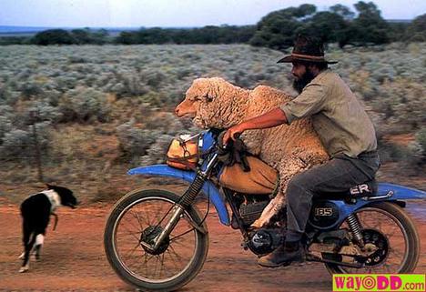 funny-pictures-sheep-biker-QsR.jpg