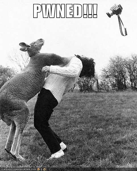 funny_pictures_kangaroo_punch.jpg