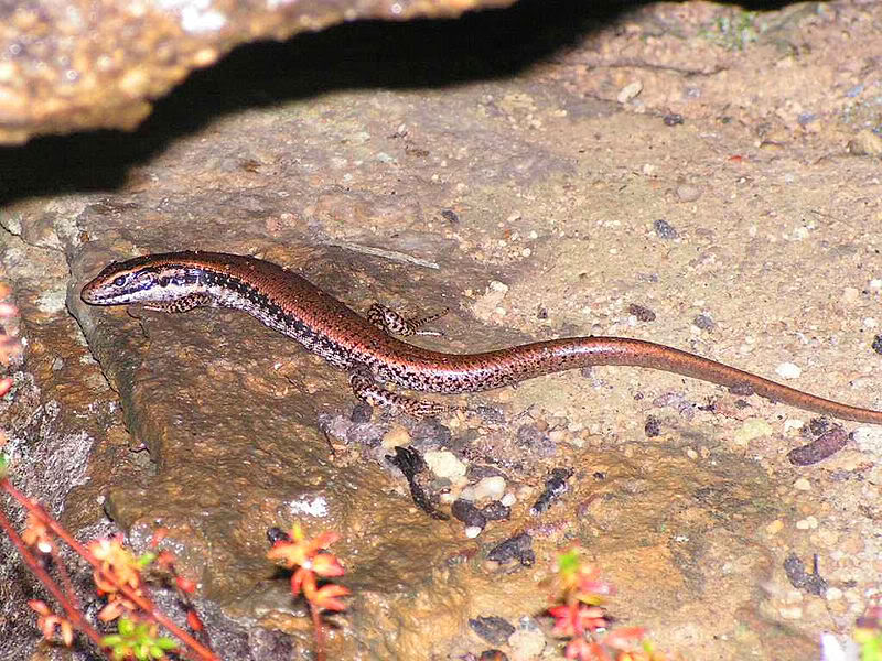 Garden_Skink_Blue_Mountains.jpg