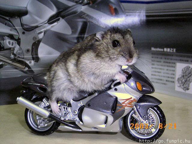 gerbil-busa.jpg