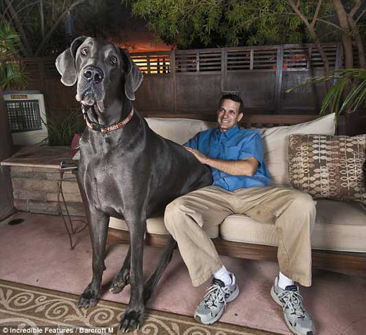 giant-george-great-dane-1.jpg