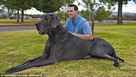 giant-george-great-dane-2.jpg