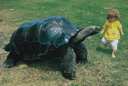 Giant_tortoise.jpg