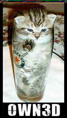 glass_cat.jpg