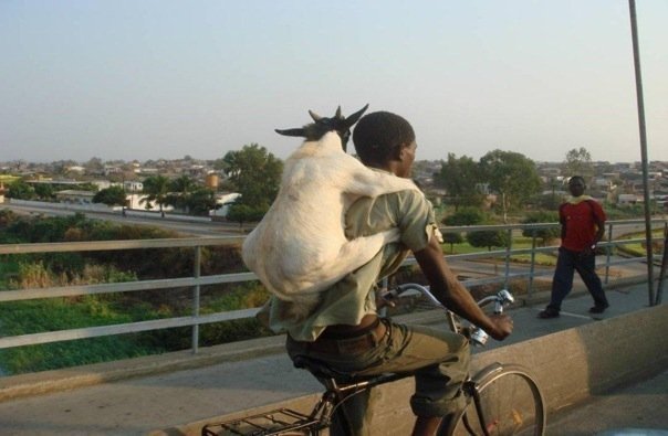 goat to go .jpg