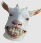 goatsmile.jpg
