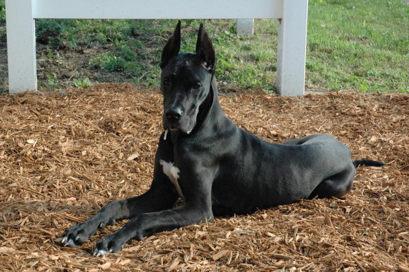 Great_Dane_black_laying.jpg