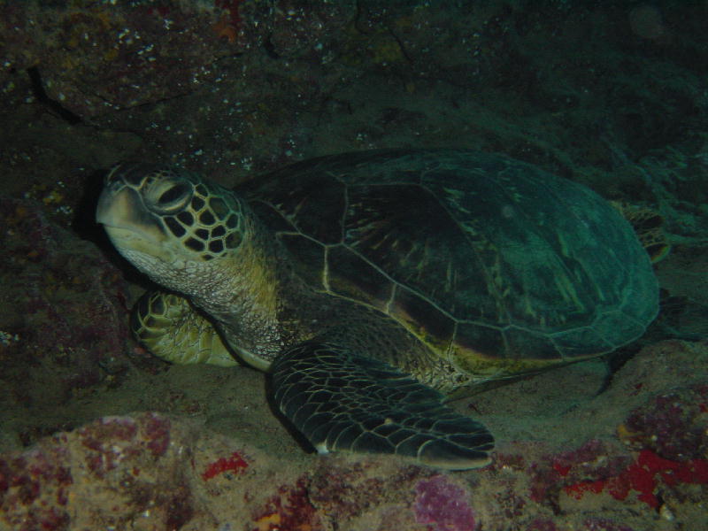 Haleiwa_Trench___sleeping_turtle.jpg