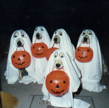 hallodogs.jpg