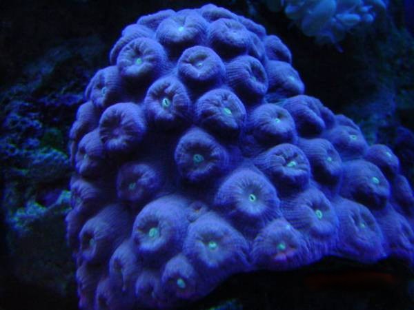 hard_coral8_moon.jpg