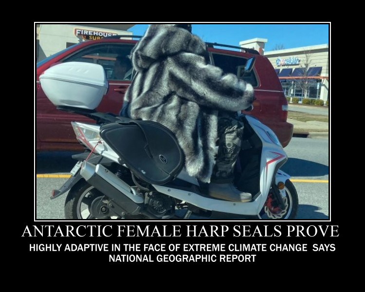 harp seal scooter.jpg