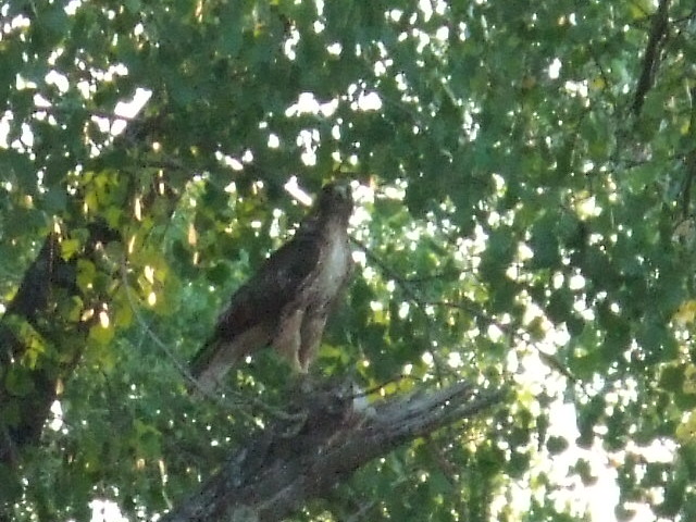 hawk_at_sunset_26.jpg