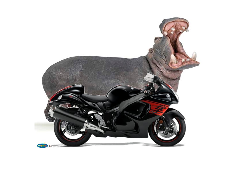 Hippo-Busa.jpg