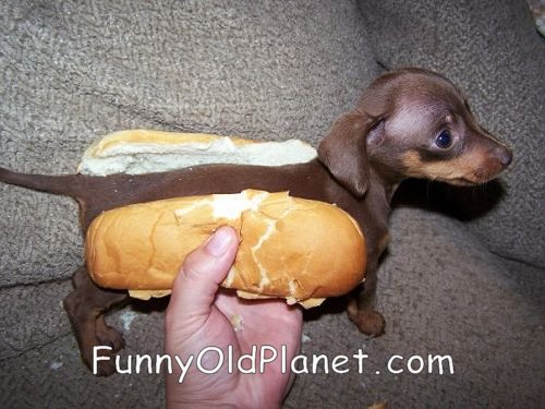 hot-dog.jpg