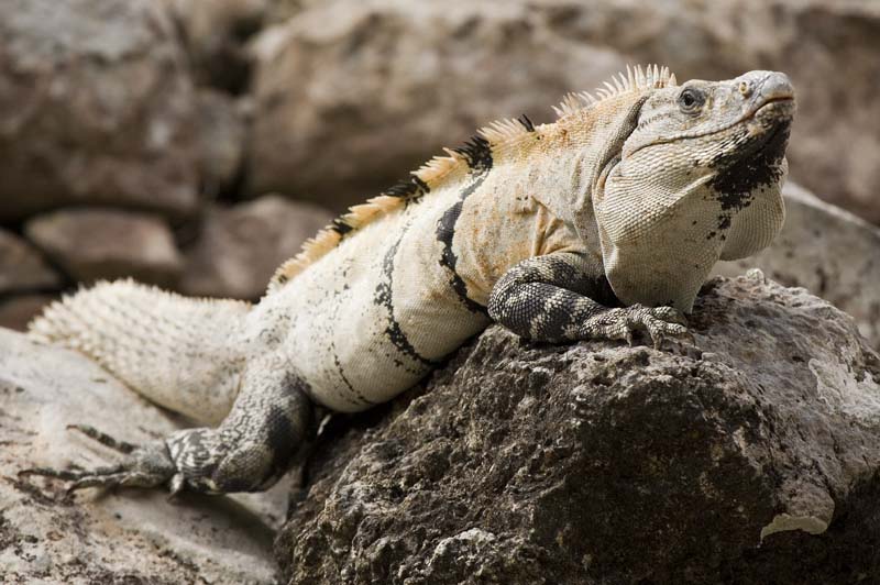 Iguana 1 Low Resolution.jpg