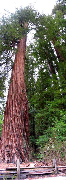 Img_1512-redwood.jpg