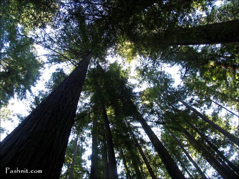 Img_1764_giant_redwoods.jpg