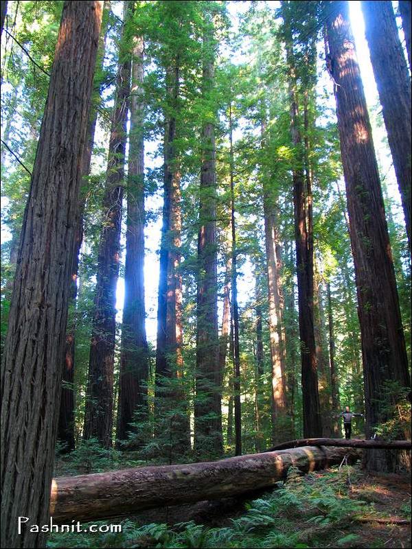 Img_1768_giant_redwoods.jpg