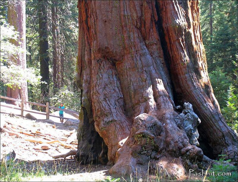 Img_1983_giant_sequoia.jpg