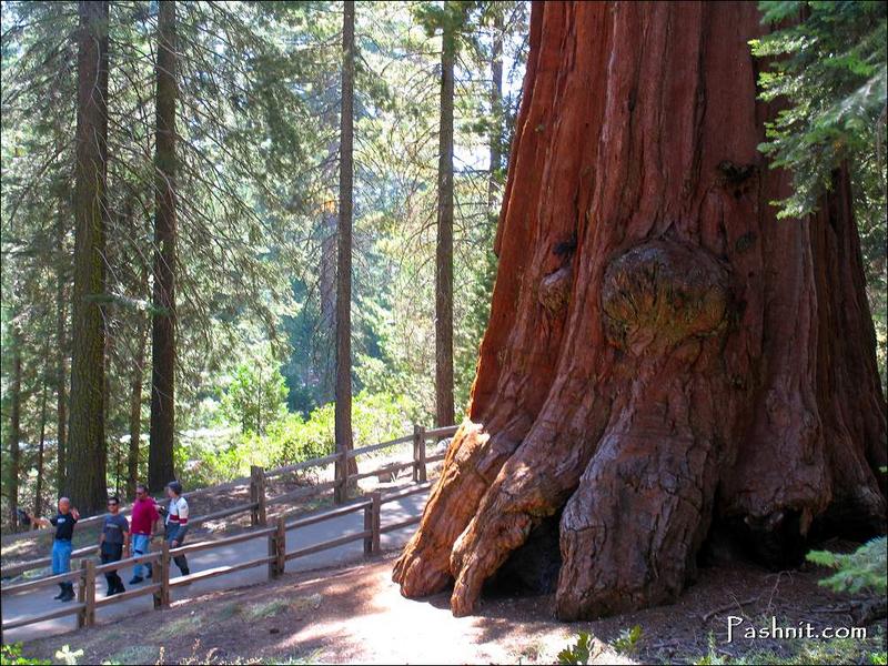 Img_1990_giant_sequoia.jpg