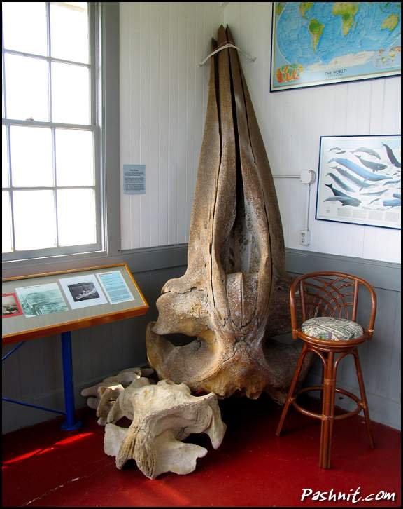 Img_3091-whale-skull.jpg