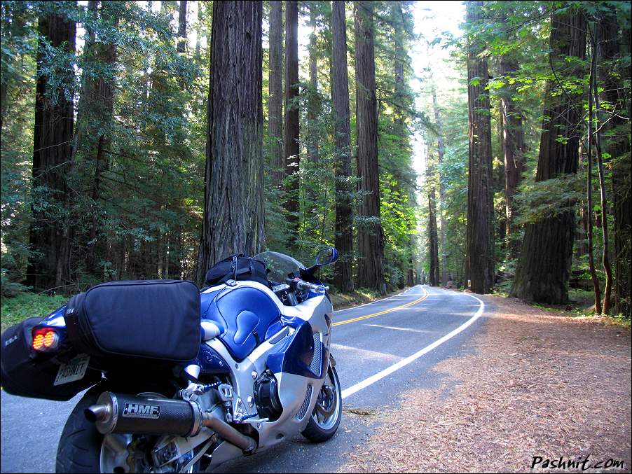 Img_5015-redwoods.jpg