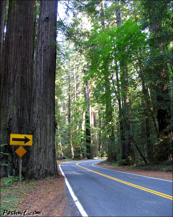 Img_5016-redwoods.jpg