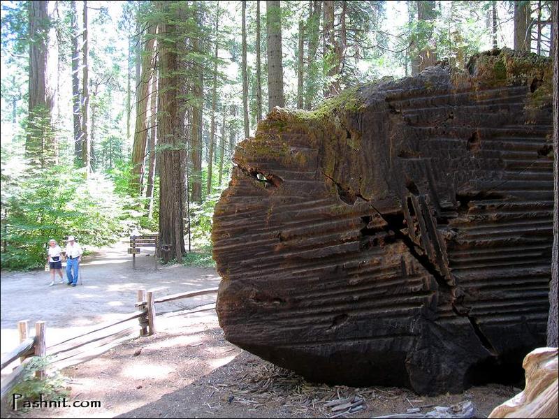 IMG_5537_GiantStump.jpg