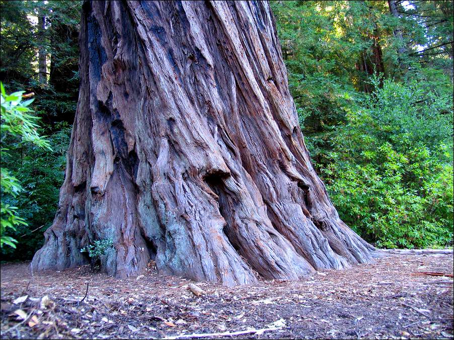 Img_5728-BigBasin.jpg