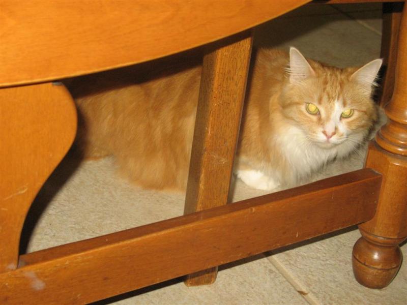 IMG_7381 (Large).jpg