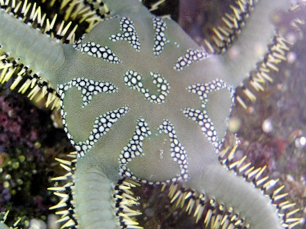 inverts_brittlestar2.jpg