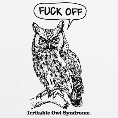 irritable owl.jpeg