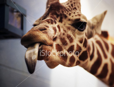 ist2_193659_giraffe.jpg