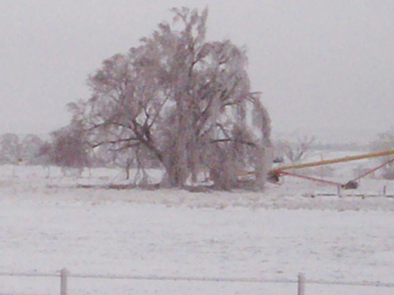 January 2010 Ice Storm 005.jpg