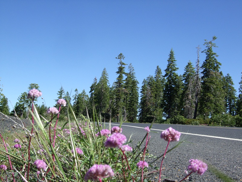 June 30 2010 hwy162 012b.jpg