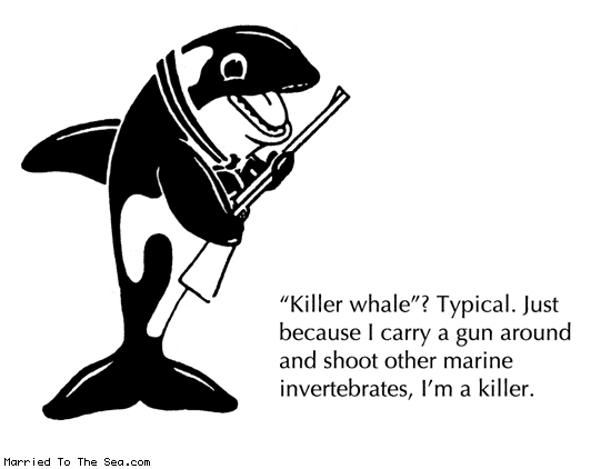 killer-whale.gif