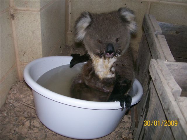 Koala-5.jpg